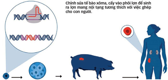 Khi heo ra tay... cứu nhân độ thế!