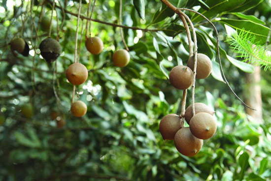 Sự thật về loại hạt nhiều gia đình bày trong khay mứt Tết: Vì sao lại là đắt nhất thế giới?