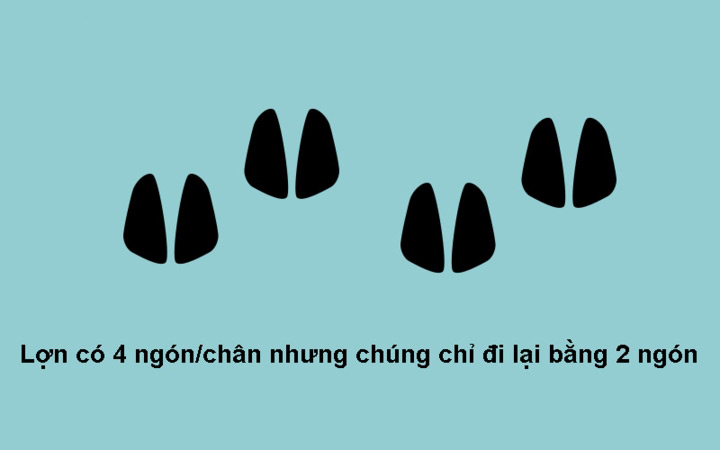 Năm Kỷ Hợi 2019 khám phá 10 sự thật bất ngờ về loài heo