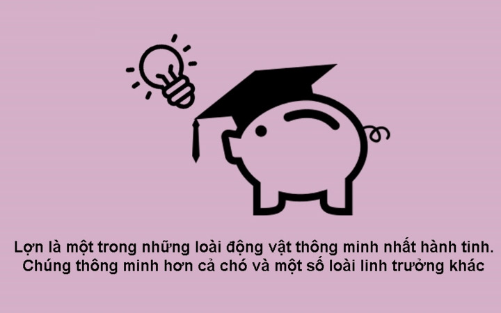 Năm Kỷ Hợi 2019 khám phá 10 sự thật bất ngờ về loài heo