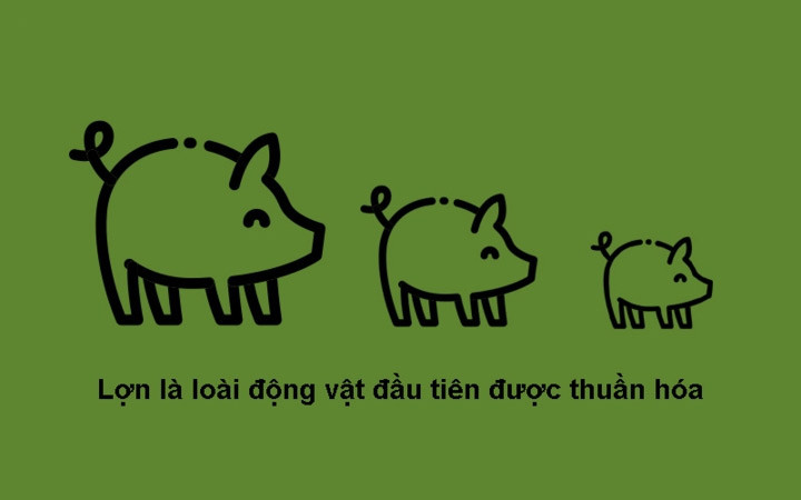 Năm Kỷ Hợi 2019 khám phá 10 sự thật bất ngờ về loài heo