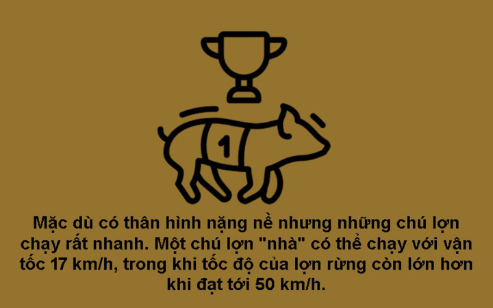 Năm Kỷ Hợi 2019 khám phá 10 sự thật bất ngờ về loài heo
