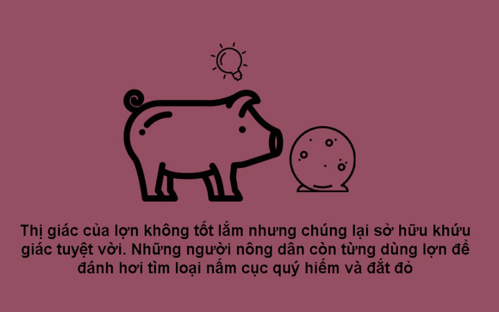 Năm Kỷ Hợi 2019 khám phá 10 sự thật bất ngờ về loài heo
