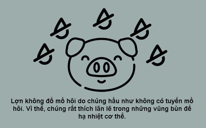 Năm Kỷ Hợi 2019 khám phá 10 sự thật bất ngờ về loài heo