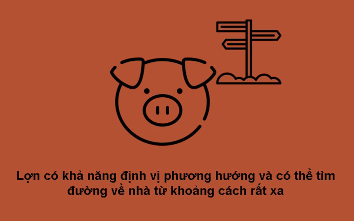 Năm Kỷ Hợi 2019 khám phá 10 sự thật bất ngờ về loài heo