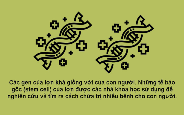 Năm Kỷ Hợi 2019 khám phá 10 sự thật bất ngờ về loài heo