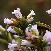 Neelakurinji, loài hoa hiếm chỉ nở 12 năm một lần ở Ấn Độ