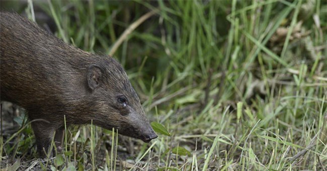 Những kỷ lục "khó đỡ" được ghi vào sách Guinness của họ nhà lợn