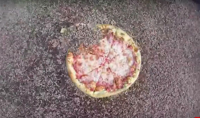 Mục đích quan trọng đằng sau cảnh giòi lúc nhúc ăn hết bánh pizza trong 2 giờ