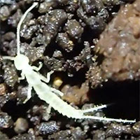 Phát hiện loài chân đốt mới trong hang động ngầm ở Canada