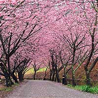 Làm thế nào Nhật Bản dự đoán chính xác ngày hoa anh đào sẽ nở?