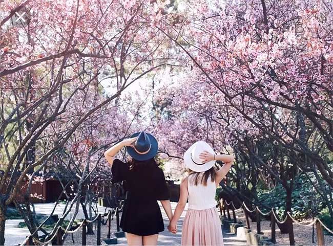 Làm thế nào Nhật Bản dự đoán chính xác ngày hoa anh đào sẽ nở?