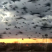 Video: Kinh hoàng trước cảnh tượng hàng ngàn con chim bay phủ kín bầu trời
