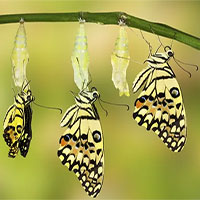 Bạn có thực sự biết cách một chú sâu hóa thành bướm?