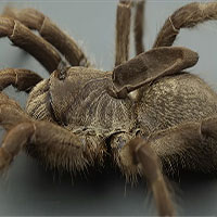 Kì lạ loài nhện độc có sừng mọc trên lưng