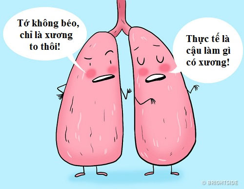 Nhấn vào ảnh để phóng to Phổi phải to hơn phổi trái.