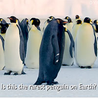 Phát hiện chim cánh cụt hoàng đế đen tuyền cực hiếm