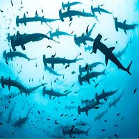 Nhà sinh vật học chạm trán đàn cá mập búa hàng trăm con