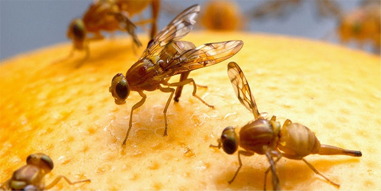 Các nhà khoa học Nhật Bản tìm ra cách tăng tuổi thọ
