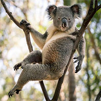 Gấu Koala trở thành "ngôi sao mạng xã hội" nhờ dáng ngồi sexy