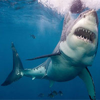 Giây phút kinh hoàng khi cá mập trắng dài 5m nhe răng tấn công thợ lặn