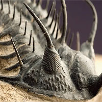 Các nhà khoa học tìm ra nguyên nhân sự kiện tuyệt chủng 252 triệu năm trước