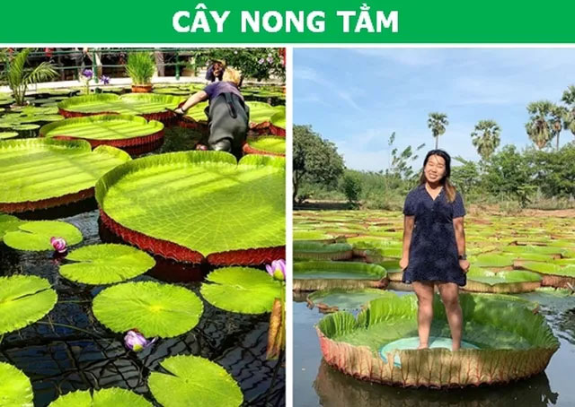 Sửng sốt với những loài thực vật sở hữu “siêu năng lực”