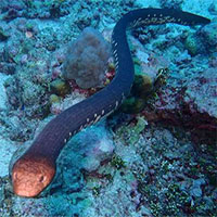 Một số loài rắn biển có thể cảm nhận ánh sáng nhờ… đuôi