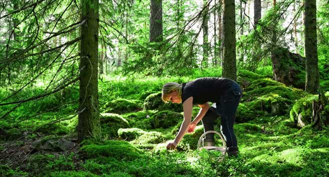 Mẹo tìm kiếm nước và thức ăn trong tình huống khẩn cấp