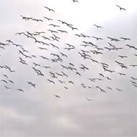 Cảnh tượng độc đáo: Hàng trăm con chim điên lao mình xuống nước