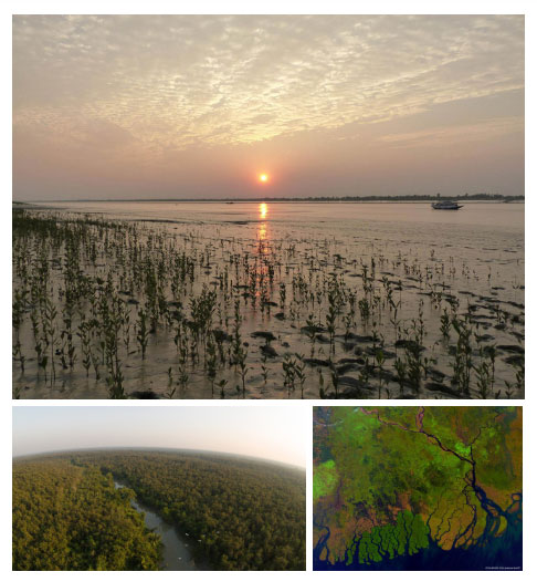 Khu rừng ngập mặn 