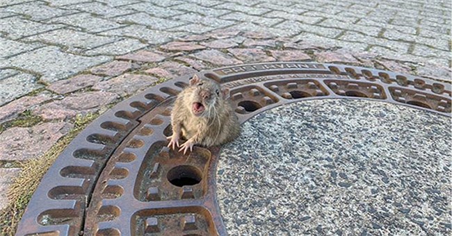 Chú chuột bị kẹt ở nắp cống vì quá béo, cả đội cứu hỏa phải hợp sức để giải cứu