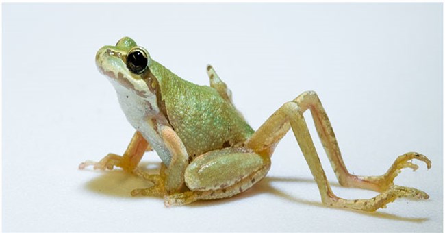 Loài ký sinh trùng đáng sợ “ép” vật chủ tự mọc thêm chân