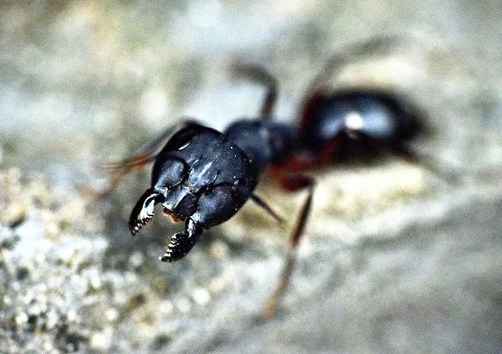 Câu hỏi dễ mà khó: Bạn có biết loài kiến ăn gì không?