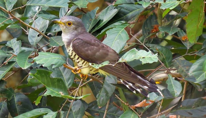 Sự thật loài chim 