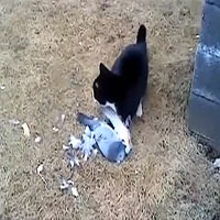 Video: Bồ câu giả chết, mèo ú để tuột miếng mồi ngon