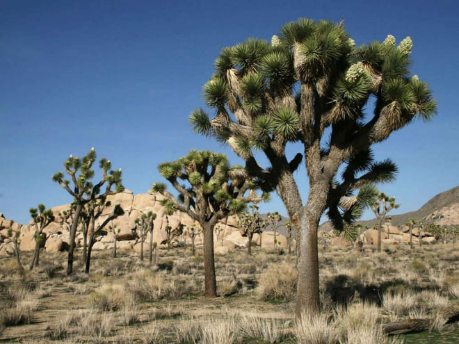 Cây Joshua là thực vật đặc hữu của miền Tây Nam Mỹ.