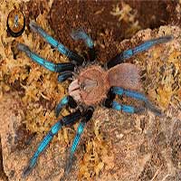 Tìm ra nhện màu ngọc sapphire, khoa học chưa kịp vui mừng đã có nguy cơ bị phạt nặng