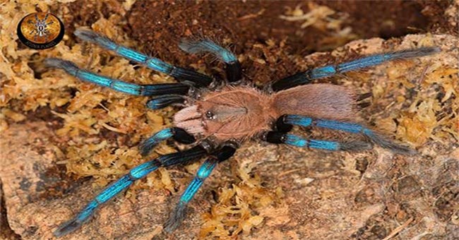 Tìm ra nhện màu ngọc sapphire, khoa học chưa kịp vui mừng đã có nguy cơ bị phạt nặng