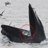 Cá voi lưng gù phi thân thẳng đứng nuốt trọn bầy hải âu