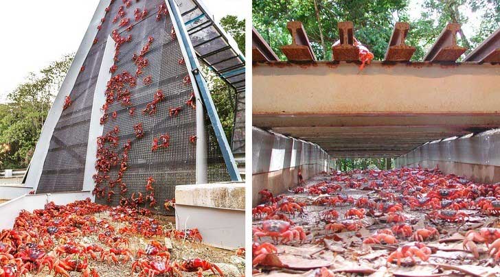 Người Pháp đã xây thứ này để bảo vệ động vật hoang dã và thành công ngoài mong đợi