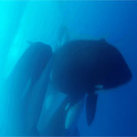 Phát hiện ra hình ảnh hiếm về loài cá voi sát thủ bí ẩn