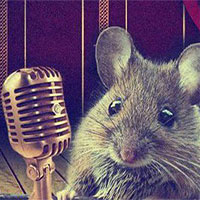 Khoa học lý giải cách loài chuột "cưa gái": Hát!