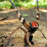 Loài nhện độc nhất thế giới giúp quý ông hết yếu sinh lý hơn cả Viagra