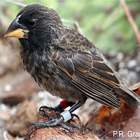 Các nhà khoa học phát hiện một loài chim mới tiến hóa trên đảo Galapagos