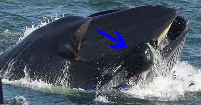 Hành trình lọt vào bụng cá voi rồi thoát ra an toàn của nhiếp ảnh gia Nam Phi