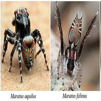 Kinh ngạc về 3 loài nhện "tí hon" mới phát hiện ở Úc