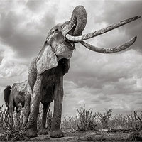 Những hình ảnh cuối cùng về con "voi nữ hoàng" của Kenya