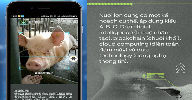 Trung Quốc chống lại dịch tả lợn châu Phi bằng công nghệ nhận diện mặt lợn như thế nào?