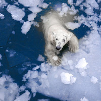 Tin chính thức: Chúng ta không thể làm gì để ngăn nhiệt độ Bắc Cực tăng